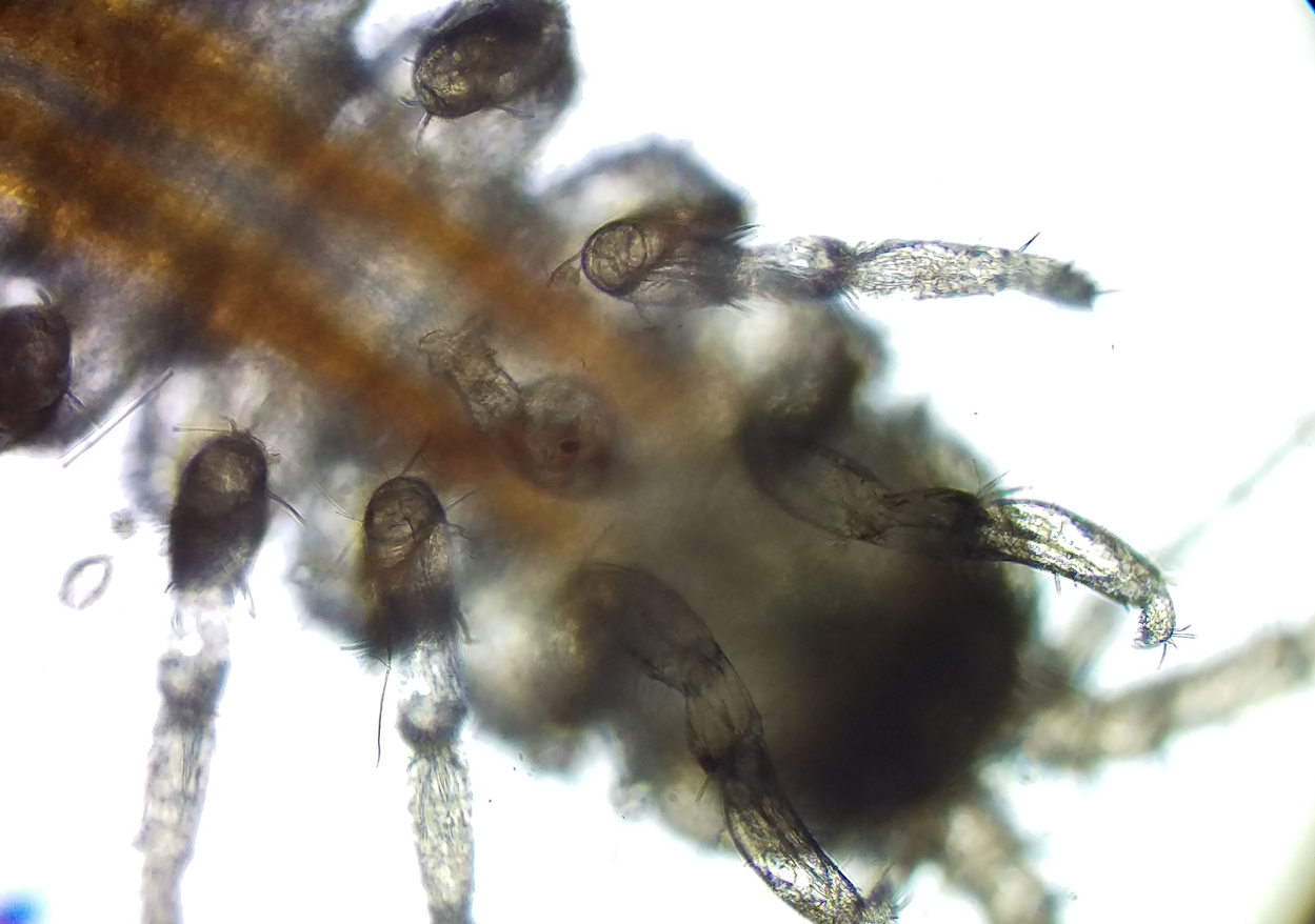 Új világ tárul fel a mikroszkópok alatt