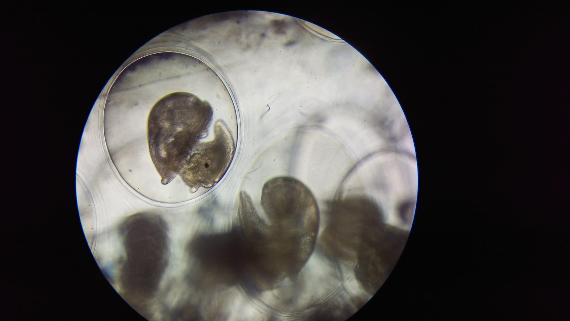 Új világ tárul fel a mikroszkópok alatt