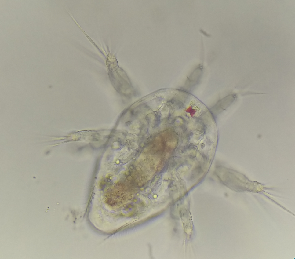 Új világ tárul fel a mikroszkópok alatt