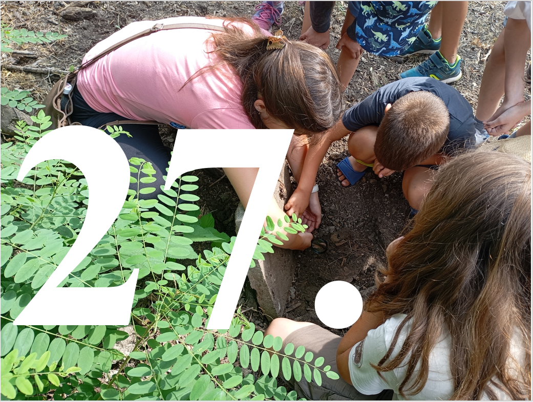 Kalandok a természetben 27. - Hangyaleső faj (hangyafarkas)