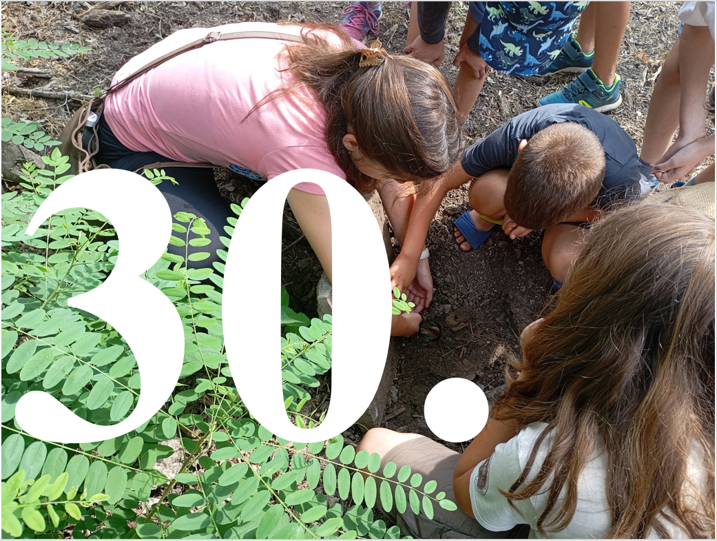 Kalandok a természetben 30. - Egy poloska (Rhopalus faj)