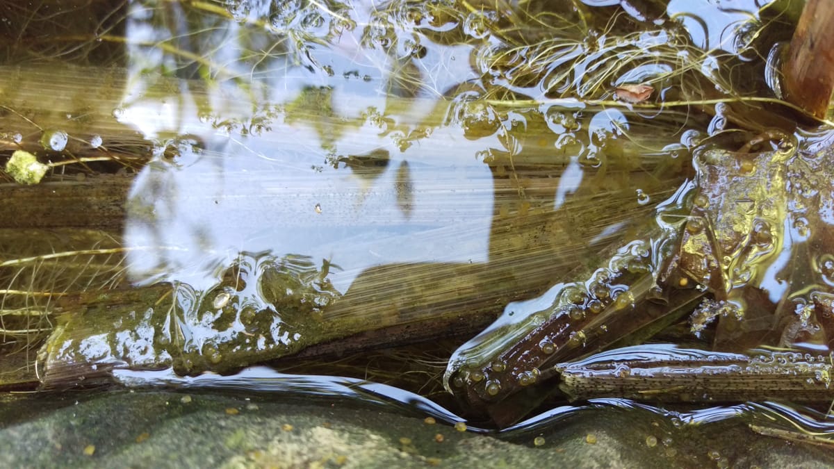 Milyen hatásokkal járhat a mélytengeri bányászat?
