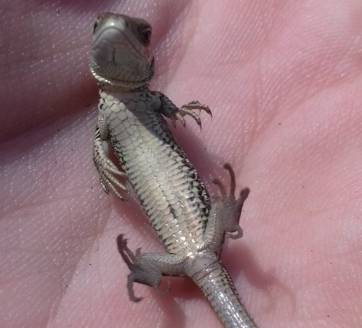 Sokszínű élővilág rejtőzik köldökünkben