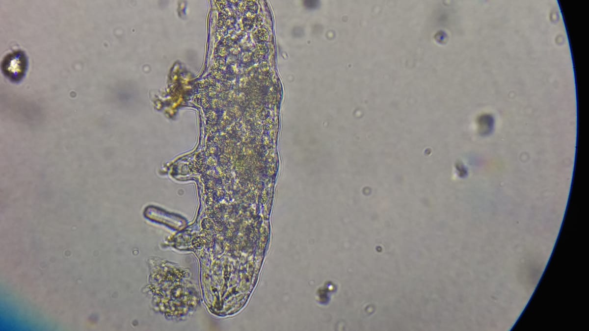 Új világ tárul fel a mikroszkópok alatt