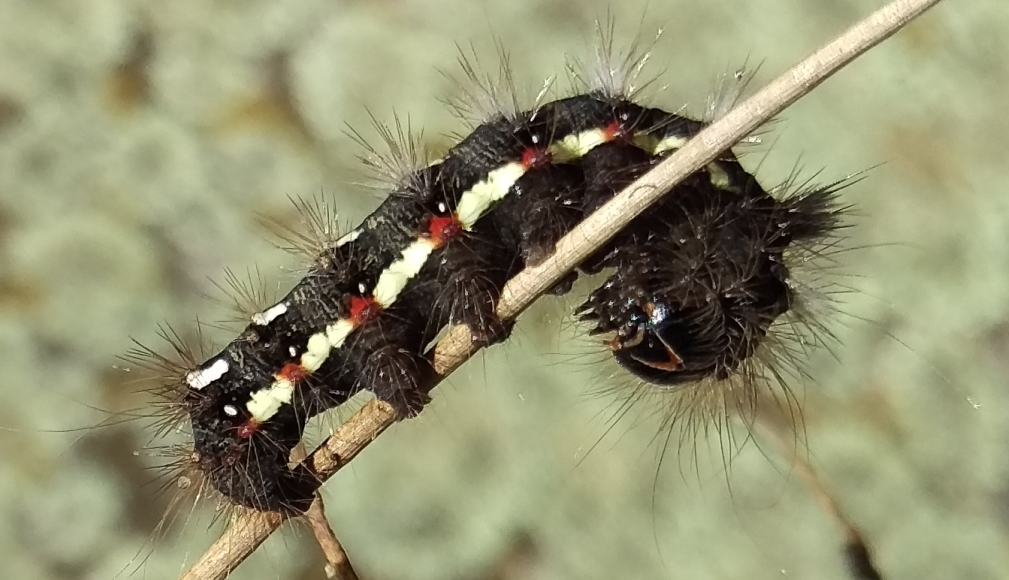 Alapítsunk védett területet saját kertünkben