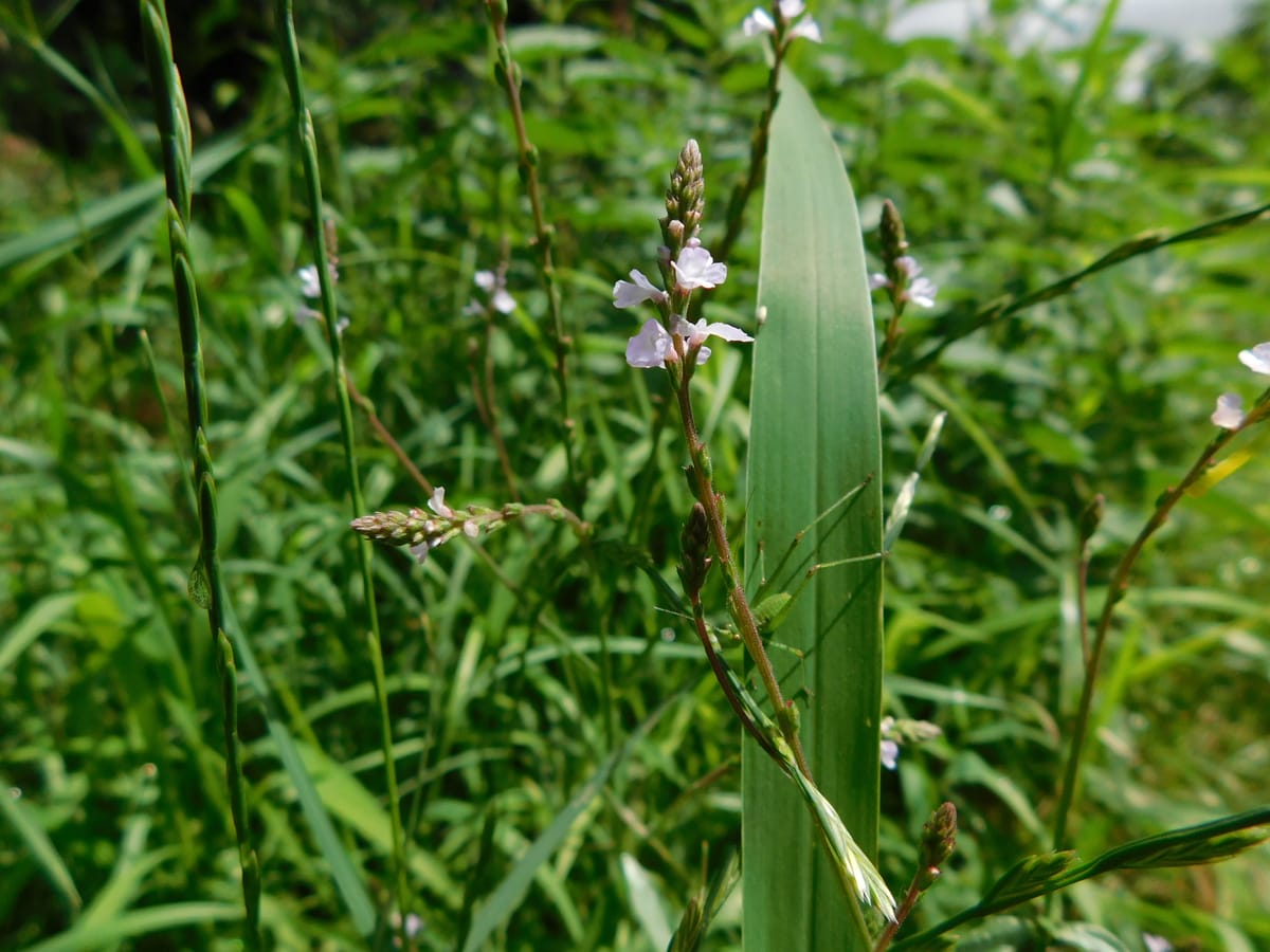Fajvisszatelepítés: ne csak az emlősökre gondoljunk