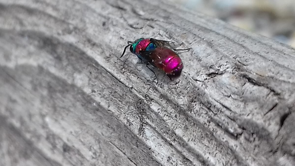 Miért fontos a rovarok színe, és hogyan hagy nyomot rajtuk a klímaváltozás?