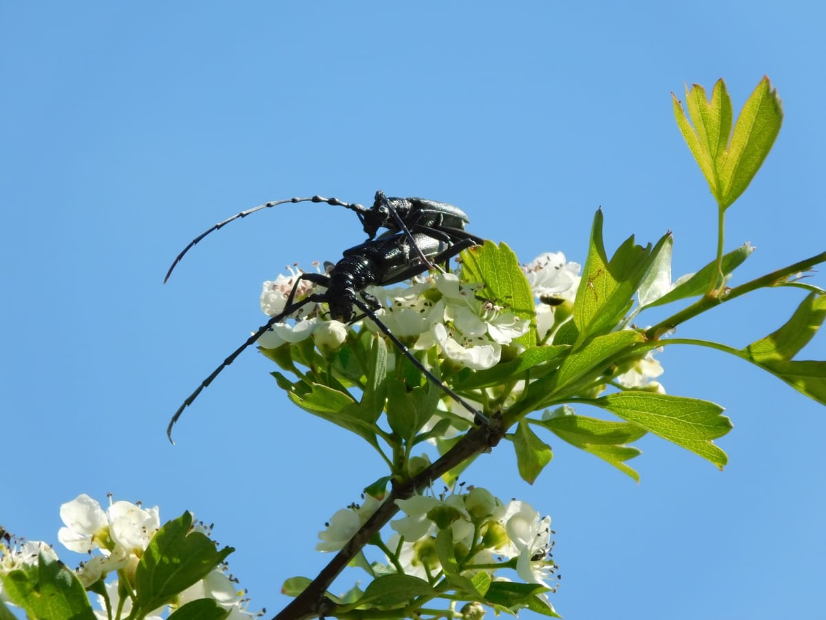 Ez várhat ránk a rovartanban 2026-ban