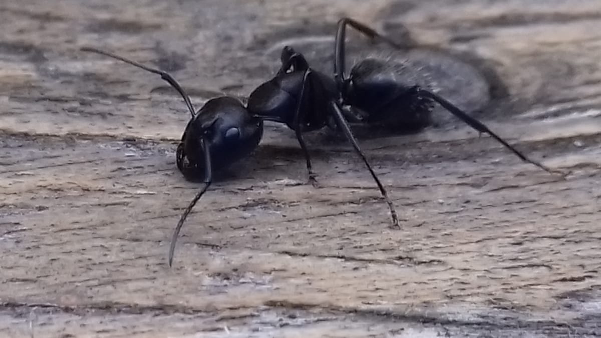 Létezhet tudatosság a rovarokban?