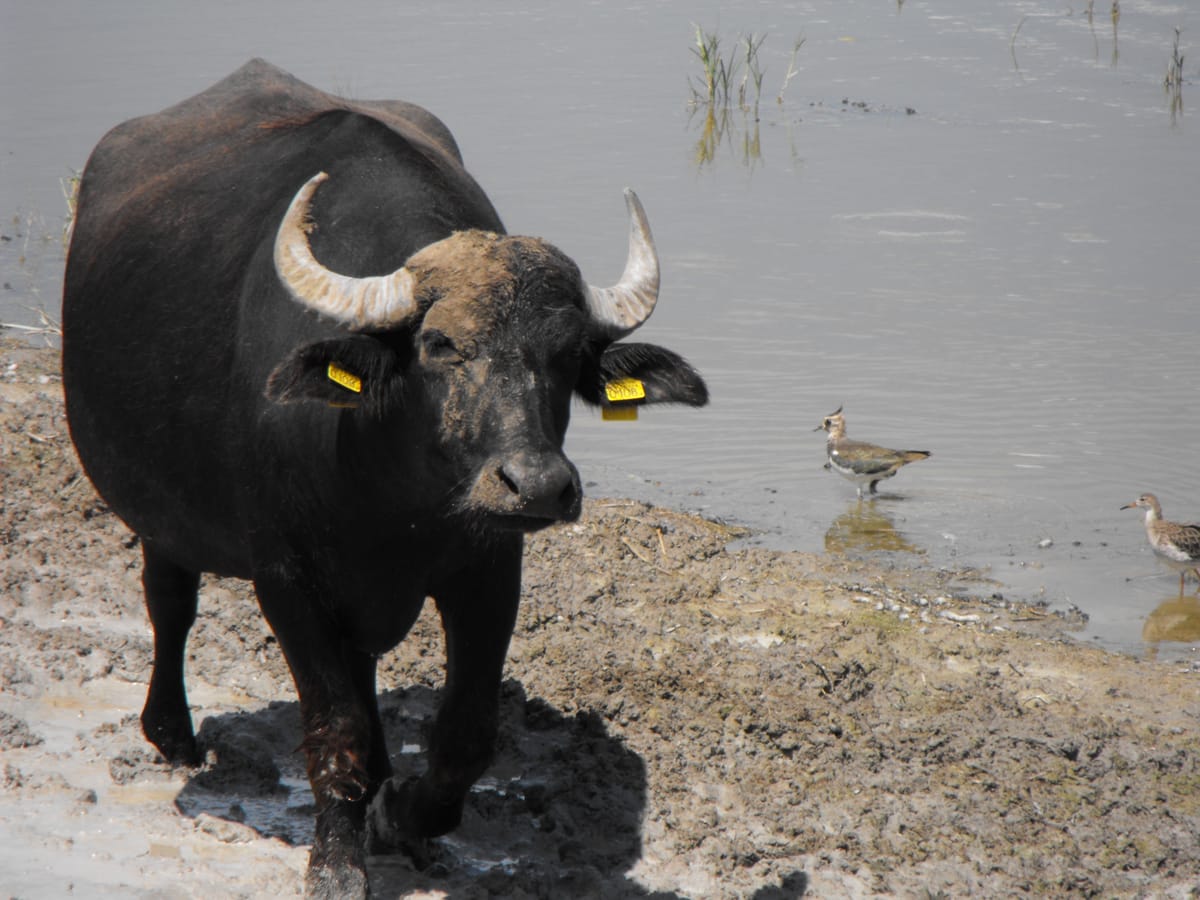 Rovar alapú takarmányok változtathatják meg az állattenyésztést