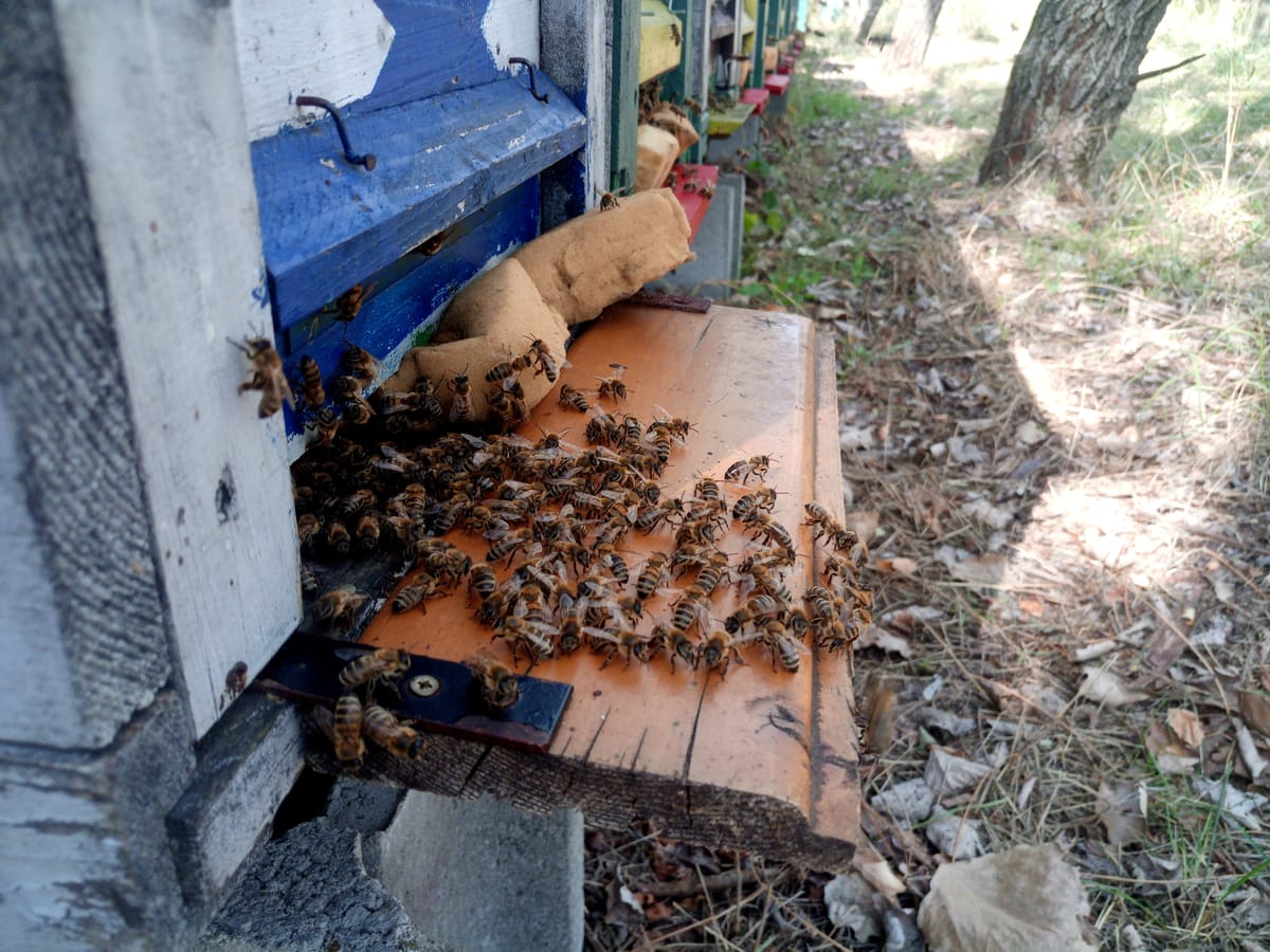 A méhek világa - Dr. Szekeres András interjú