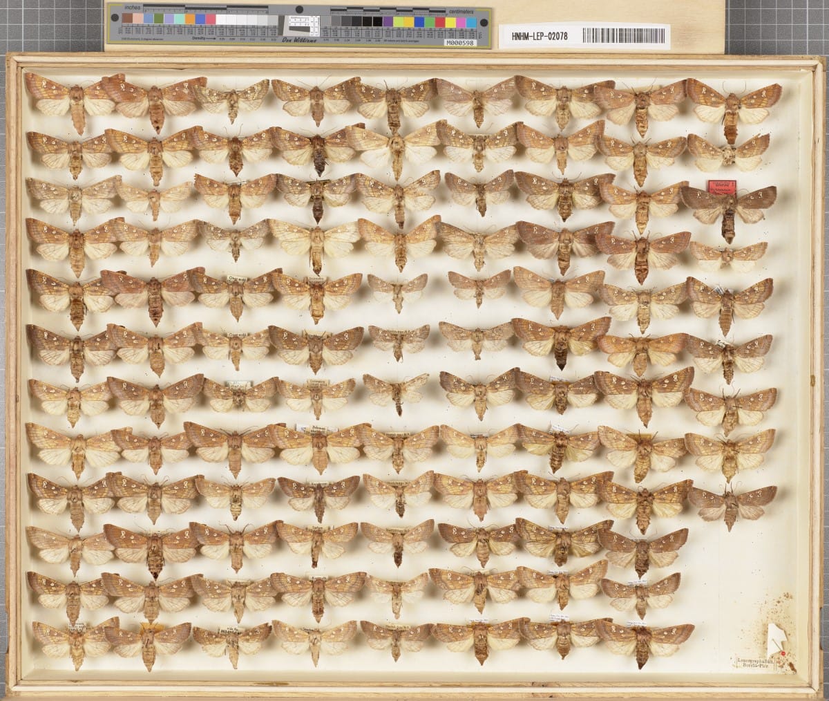 Karnyújtásnyira a természettől - Dr. Tóth Balázs interjú