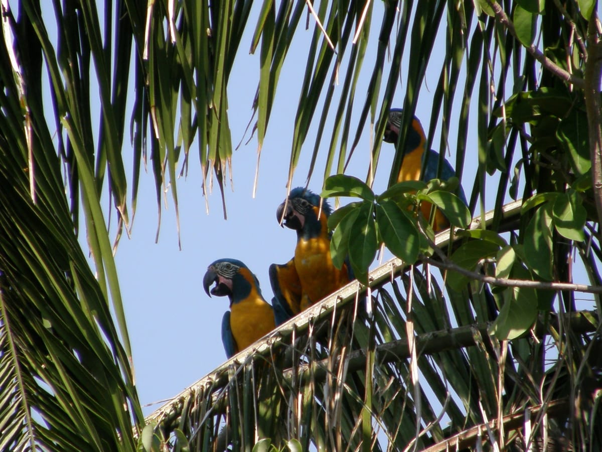Papagájok végveszélyben - Dr. Oláh György interjú