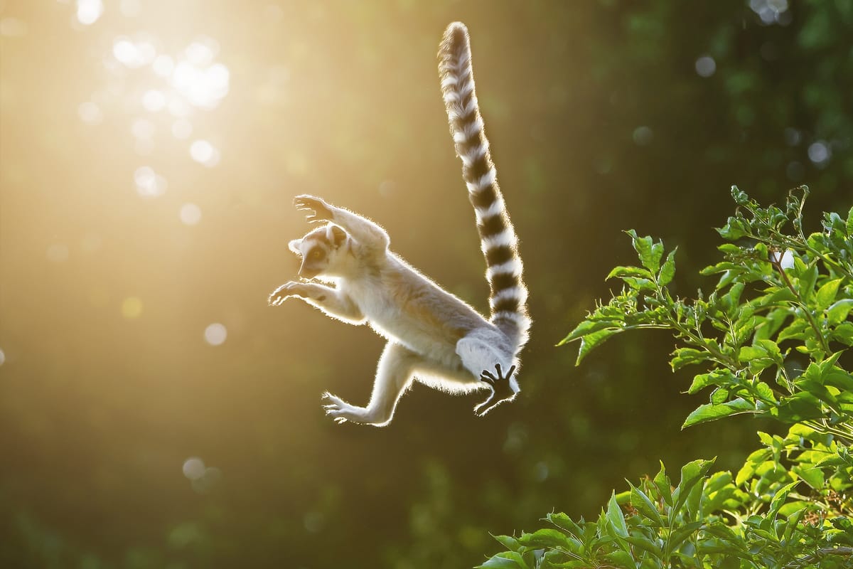 Conservation is a journey - Vienna Zoo interview