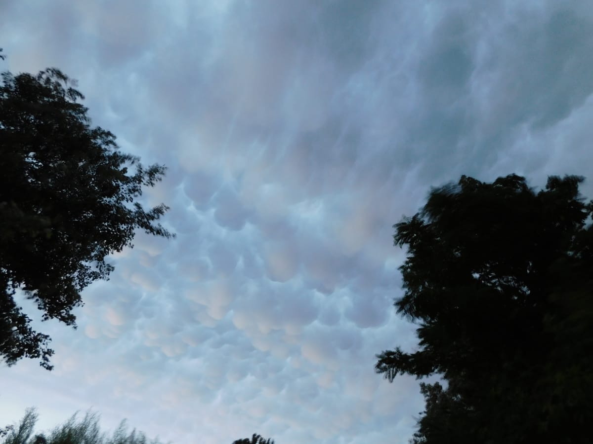 Az állatok megjósolják-e a várható időjárást?