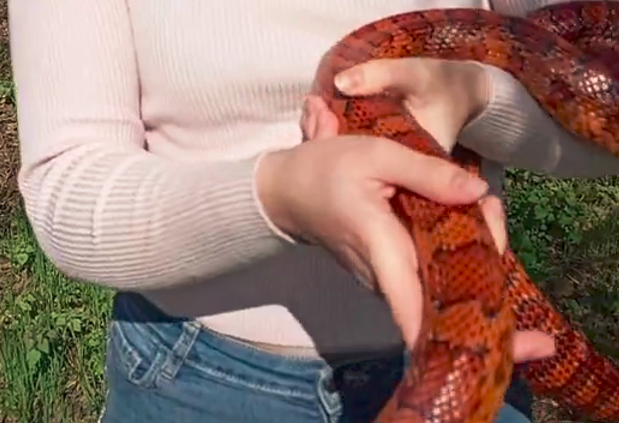 Gabonasiklóval közösen