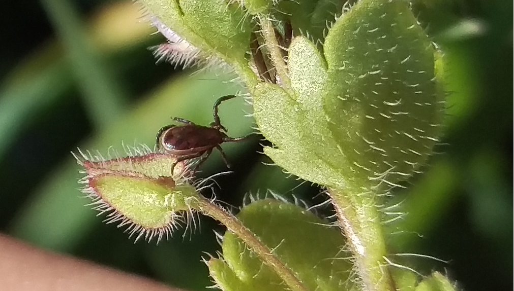 Új megoldásokat fejlesztenek a Lyme-kór ellen