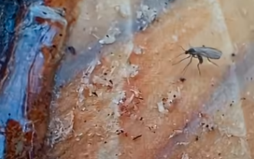 Kalandok a természetben 234. - Bajban a téli szúnyog