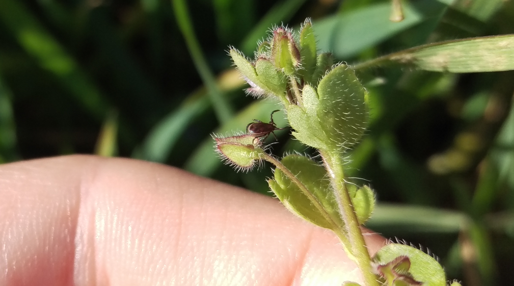 Új megoldásokat fejlesztenek a Lyme-kór ellen