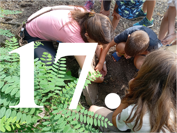 Kalandok a természetben 17. - Diófacincér