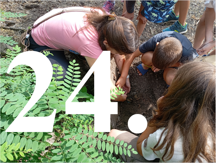 Kalandok a természetben 24. - Bordás sárgacserebogár