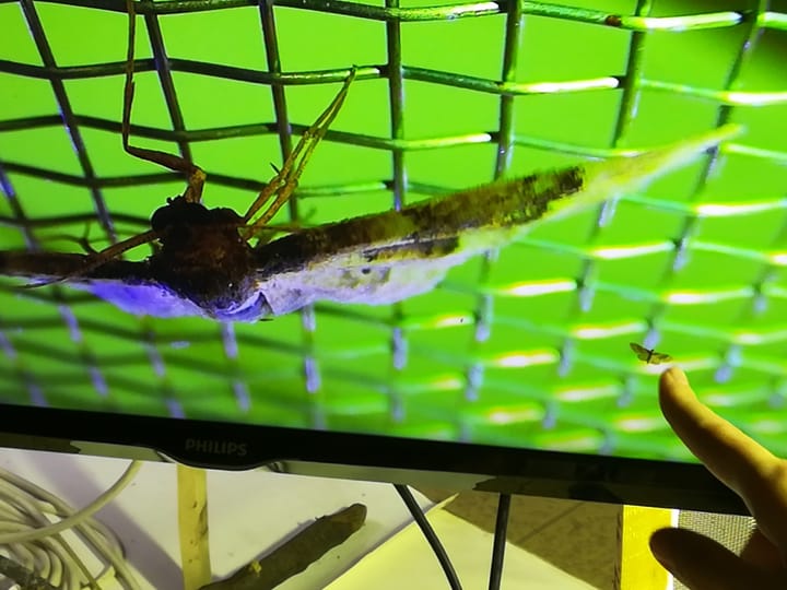 Éjszaka a Szegedi Vadasparkban - 2023