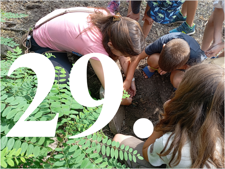 Kalandok a természetben 29. - Fehér nyár