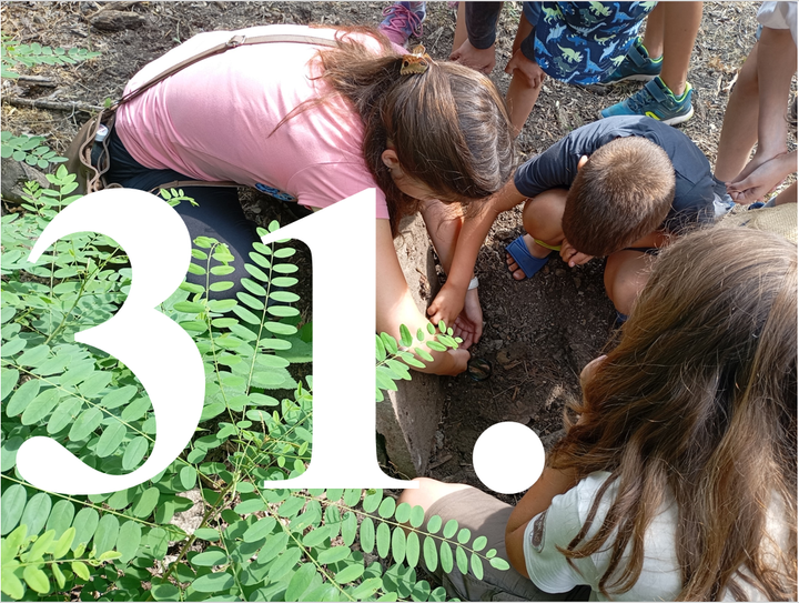 Kalandok a természetben 31. - Feketevégű lágybogár