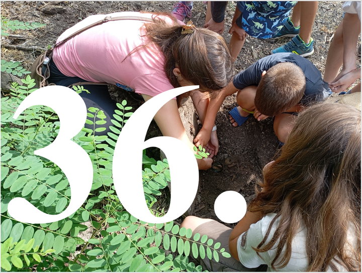 Kalandok a természetben 36. - Egérszínű pikkelyespattanó-bogár