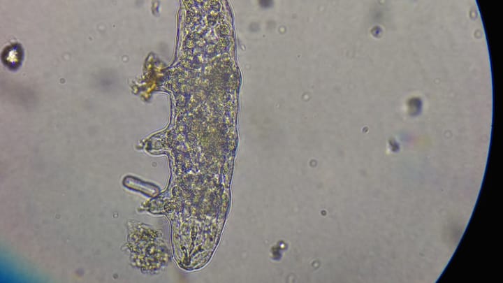 Új világ tárul fel a mikroszkópok alatt