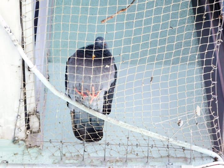 Városi galambok - PETA interjú