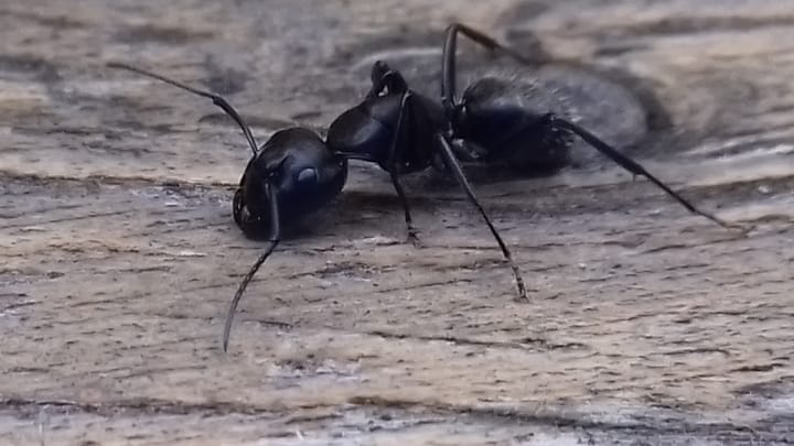 Létezhet tudatosság a rovarokban?