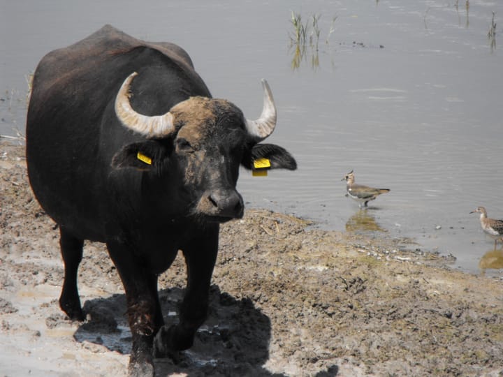 Rovar alapú takarmányok változtathatják meg az állattenyésztést