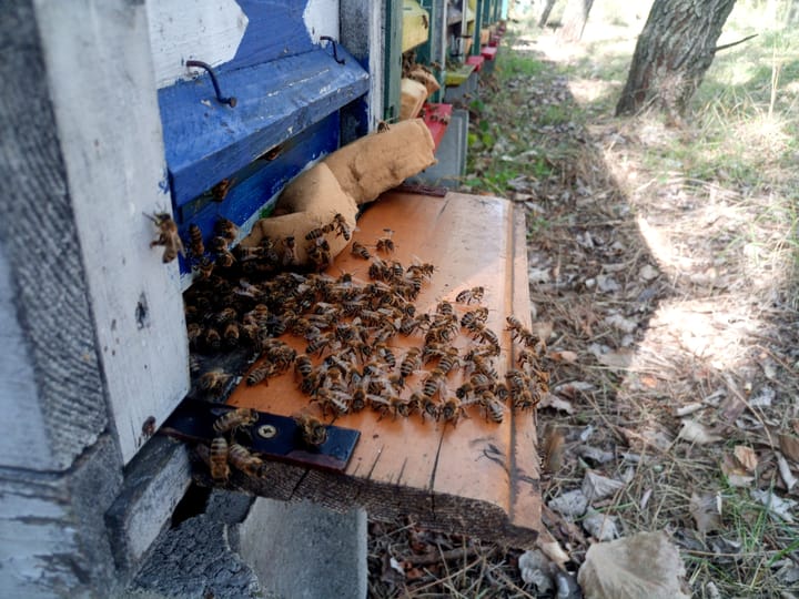 A méhek világa - Dr. Szekeres András interjú