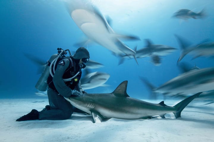 In common vibration with the sharks - Cristina Zenato interview