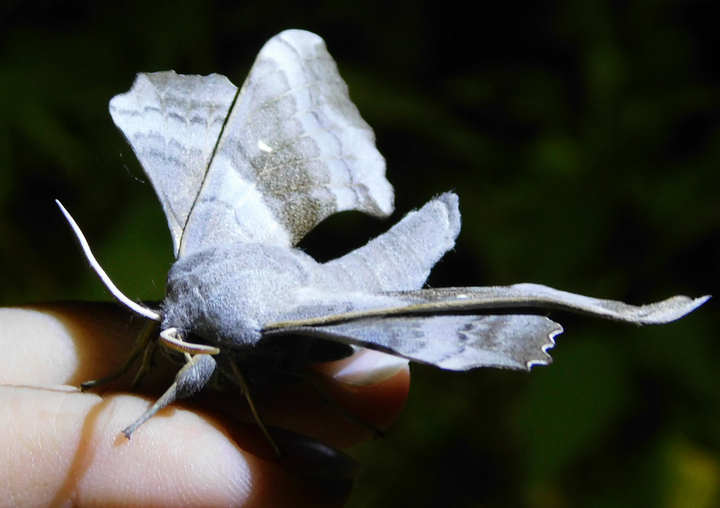 A rovarok nyomon követése