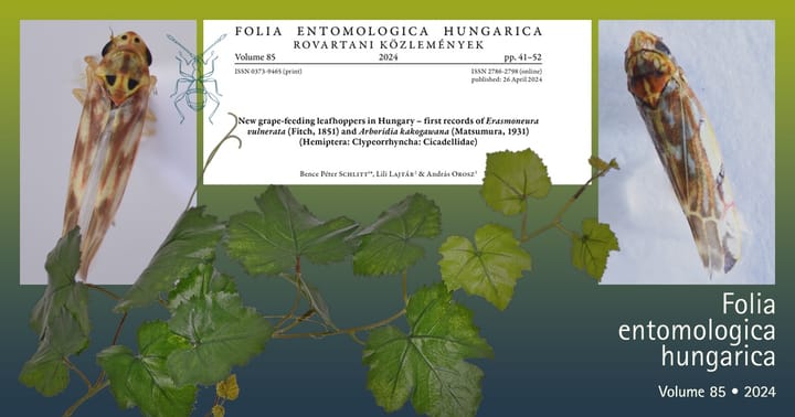 Erasmoneura vulnerata és Arboridia kakogawana