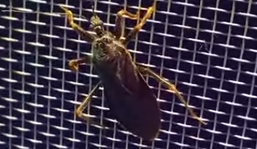 Kalandok a természetben 12. - Szemetes zugpoloska