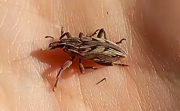 Kalandok a természetben 241. - Nyíljegyes barkó