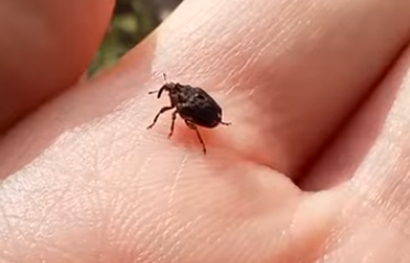 Kalandok a természetben 246. - Pici ormányosbogár