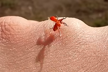 Kalandok a természetben 250. - Vörös cickányormányos