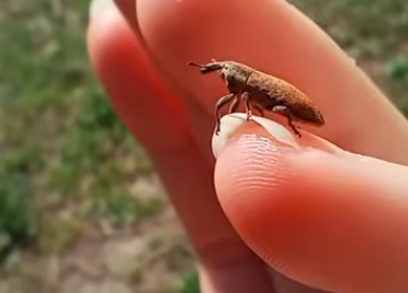 Kalandok a természetben 257. - Egy ormányosbogár
