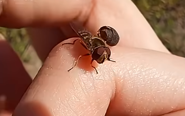 Kalandok a természetben 259. - Bajban a zengőlégy