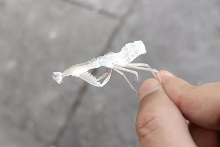 Jönnek az imádkozó sáskák – időnként a bőrükből is kibújnak + fotó