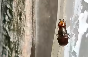 Kalandok a természetben 349. - Egy légy (neve: Camarota curvipennis)